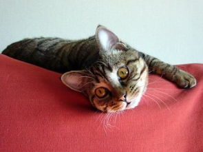 宠物猫摔伤了怎么办