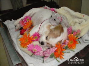 宠物狗死亡后该怎么办