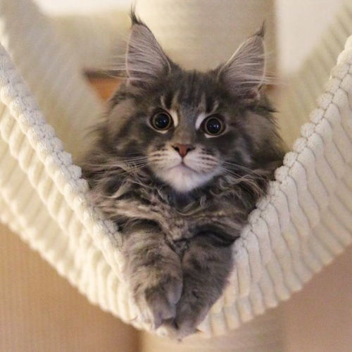 怎么选善恶宠物猫品种