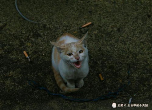 流浪猫怎么驯服成宠物猫