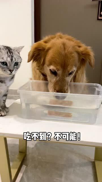 宠物狗掉水里会怎么样