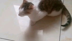 宠物猫怎么捉虫子