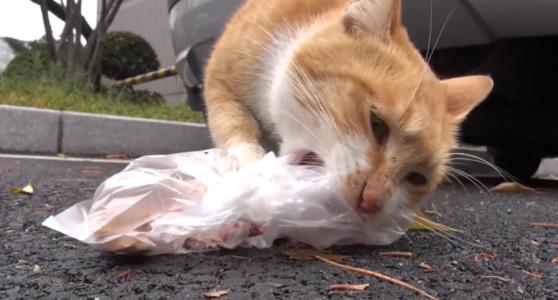 流浪宠物猫怎么住