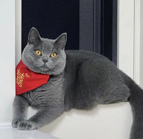 宠物猫接亲怎么玩的