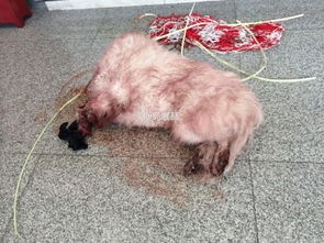 宠物狗一直吐血怎么办啊