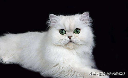 宠物猫怕热吧怎么办