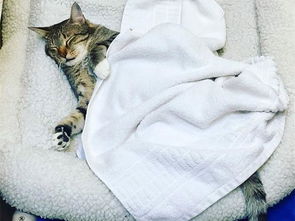 宠物猫怎么找对象