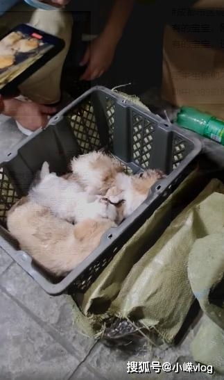 怎么做兼职卖宠物猫狗呢