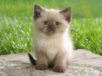 怎么拥有多只宠物猫