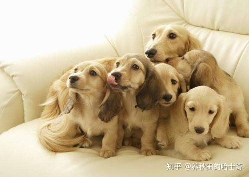 怎么养第一只宠物狗呢