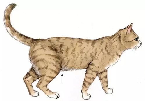 猫吃多少才算正常