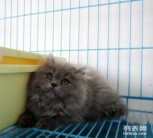 宠物猫寄空运怎么收费
