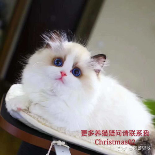 买的宠物猫怎么养