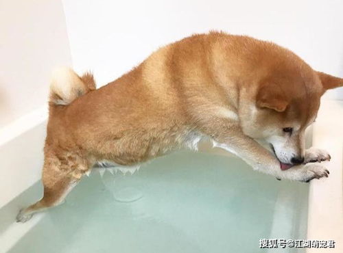 宠物狗怎么样帮它洗澡