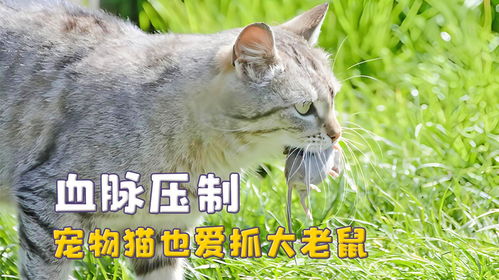 宠物猫抓的老鼠怎么办啊