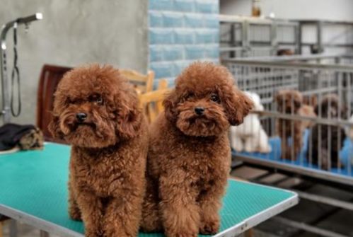 抖音卖宠物狗怎么样赚钱