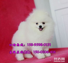 宠物狗博美怎么买的啊