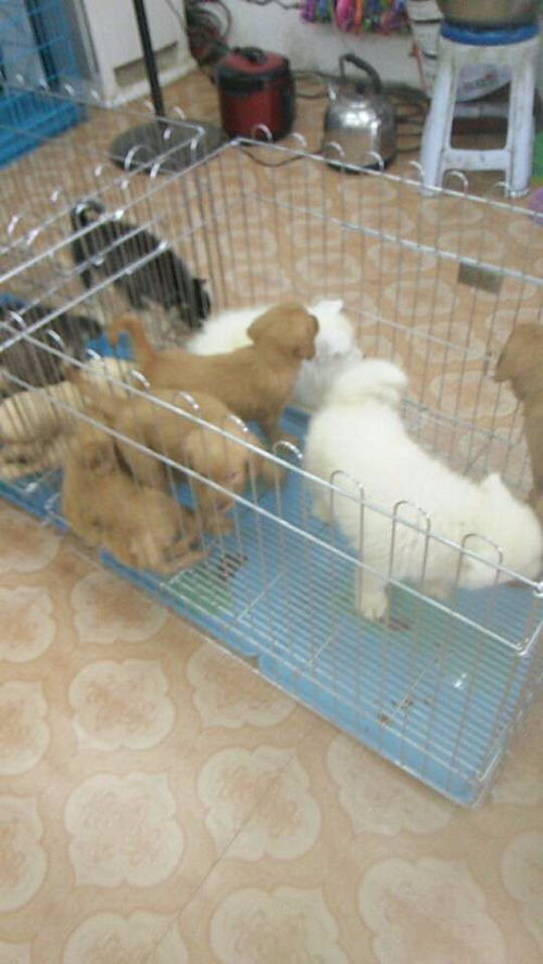 宠物狗生宝宝了怎么办