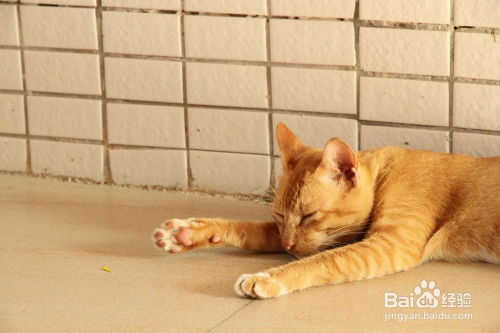 宠物猫被野猫打怎么办啊