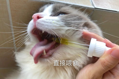 平常怎么护理宠物猫毛发