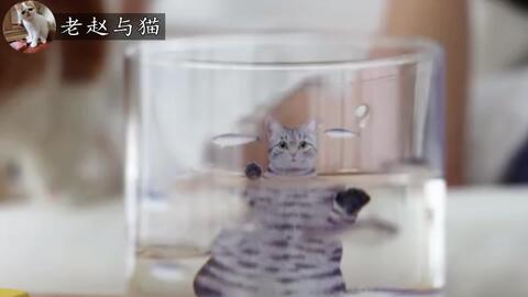 成都寄养宠物猫怎么收费