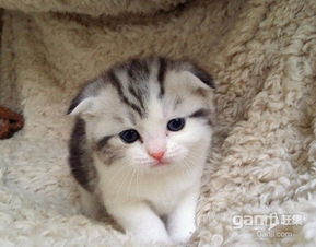 宠物猫市场怎么样