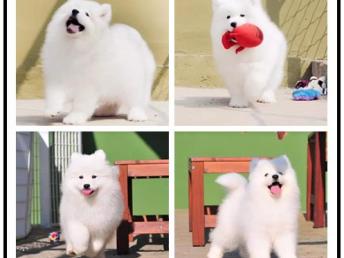 柳州怎么卖宠物狗犬的店