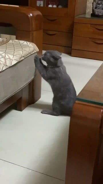 宠物狗猫拆家怎么办啊