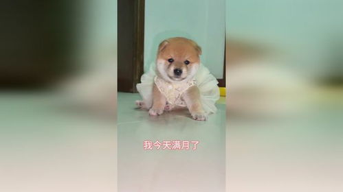 宠物狗为什么不走路了怎么回事