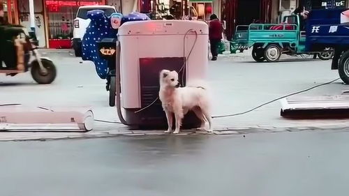 宠物狗过人行横道怎么办
