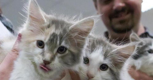 宠物猫怎么拍的好看一点