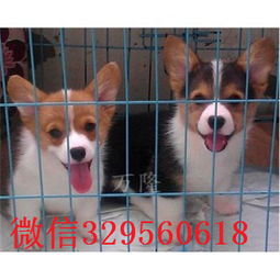 一只柯基犬多少钱