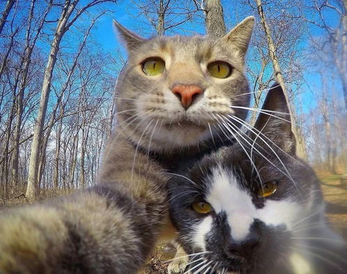 和宠物猫怎么拍