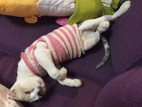 宠物猫怎么剃毛比较好看