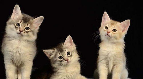 宠物猫应该怎么领养呢