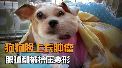 宠物狗长肿瘤怎么办呀