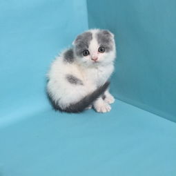 怎么买宠物猫最划算
