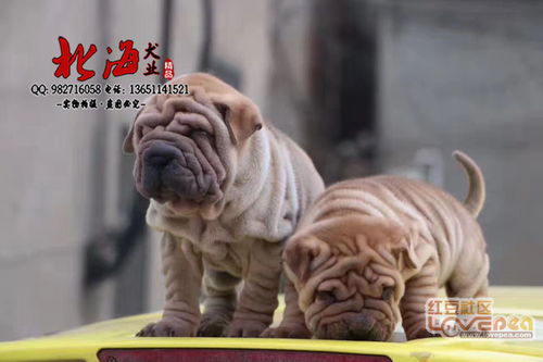 沙皮狗一般多少钱