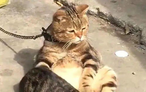 宠物猫要怎么拴