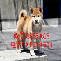 一般柴犬卖多少钱