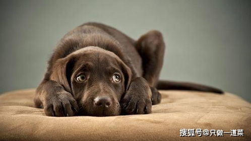 宠物狗不害怕人怎么办