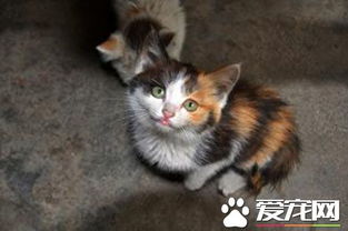 宠物猫难产怎么办