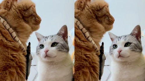 宠物猫怎么绑