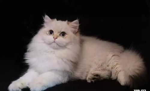 宠物猫牛肉怎么喂