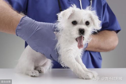宠物狗怎么样没有寄生虫