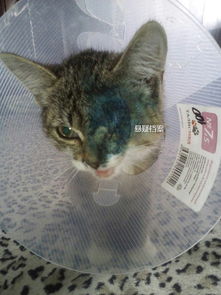 宠物猫死了怎么救活
