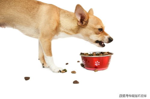 宠物狗粮护食怎么做的