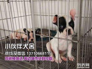 卖宠物狗怎么样才赚钱