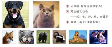 宠物猫有狂犬病怎么办