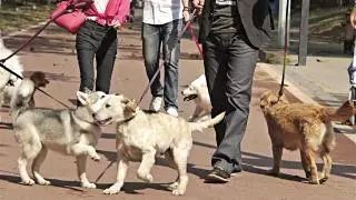 宠物狗持械伤人怎么办啊